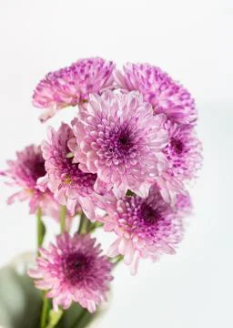 Flower isolation 库存照片