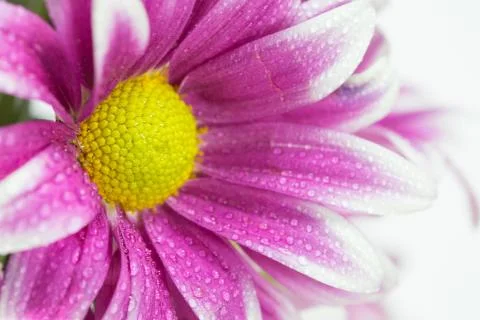 Flower isolation 库存照片