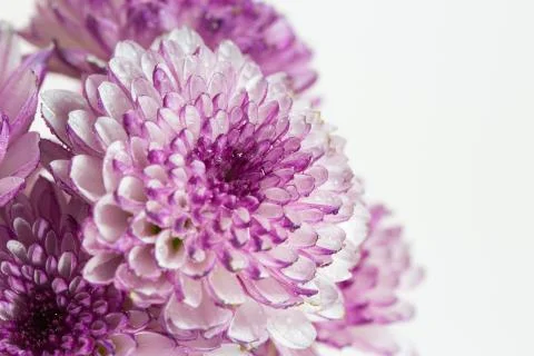 Flower isolation 库存照片