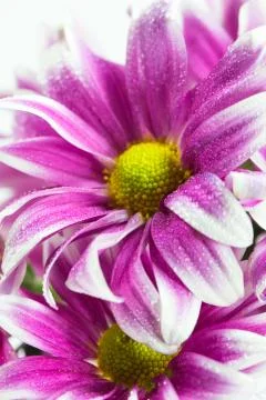 Flower isolation 库存照片