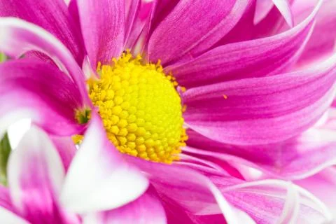 Flower isolation 库存照片