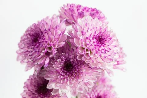 Flower isolation 库存照片