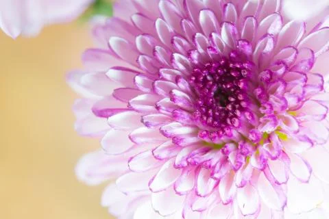 Flower isolation 库存照片