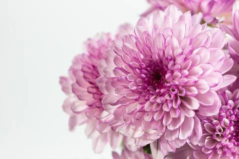 Flower isolation 库存照片