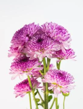 Flower isolation 库存照片