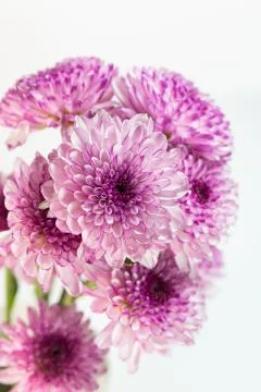 Flower isolation 库存照片