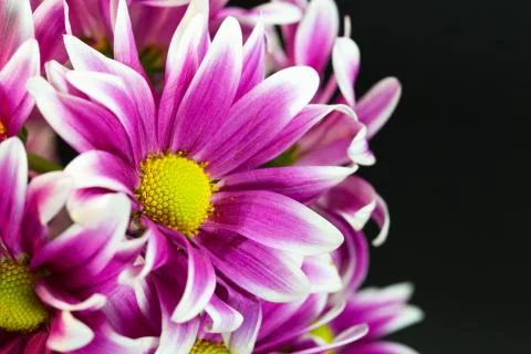 Flower isolation 库存照片