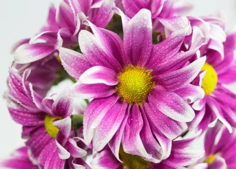 Flower isolation 库存照片