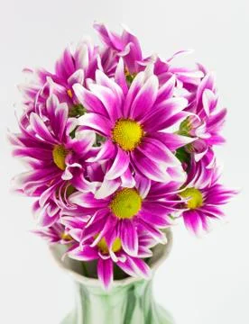 Flower isolation 库存照片