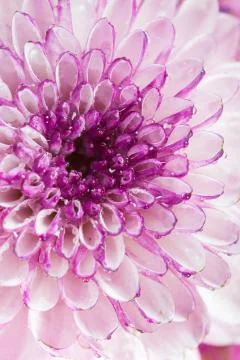 Flower isolation 库存照片