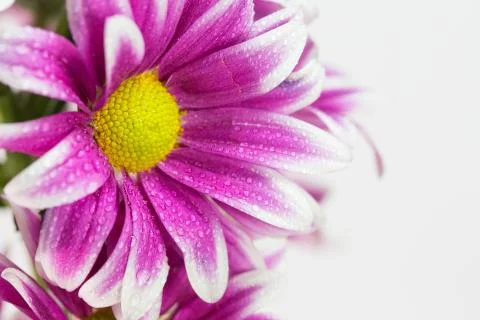 Flower isolation 库存照片