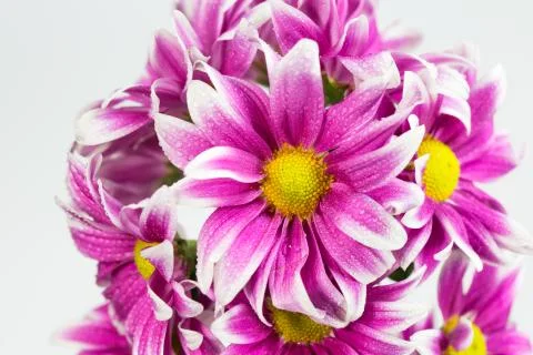 Flower isolation 库存照片