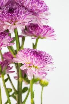 Flower isolation 库存照片