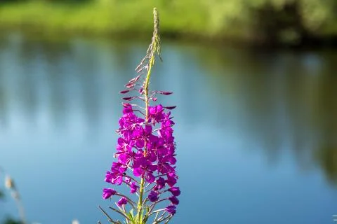 Flower Ivan Tea 스톡 사진