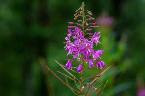 Flower ivan tea. Stock Photos