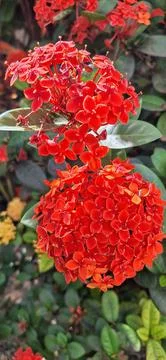 Flower of Ixora Stock Photos