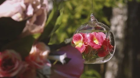 Flower in a jar Stock Footage 82249150