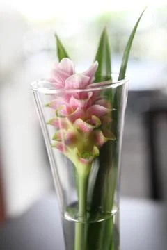 Flower in jar Stock Photos
