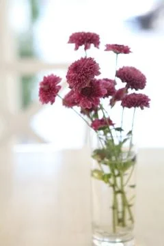 Flower in jar Stock Photos
