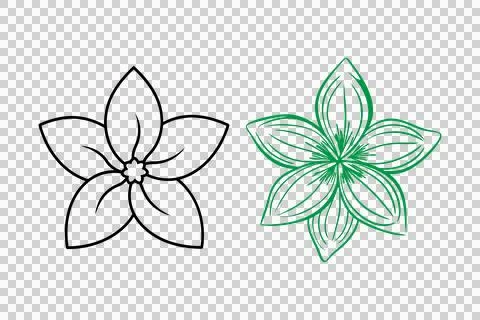 Flower Jasmine art isolated vector illustration 스톡 일러스트