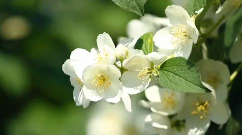 Flower of jasmine Vidéo 24712975
