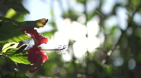 Flower in Jungle Video stock 47779516