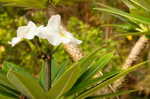 Flower in jungle Stock Photos