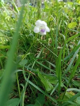 Flower kaboje Foto stock