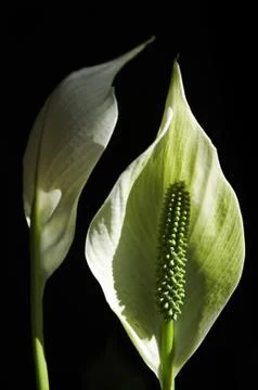 Flower - Kala Stock Photos