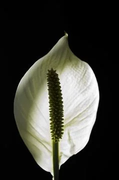 Flower - Kala Stock Photos