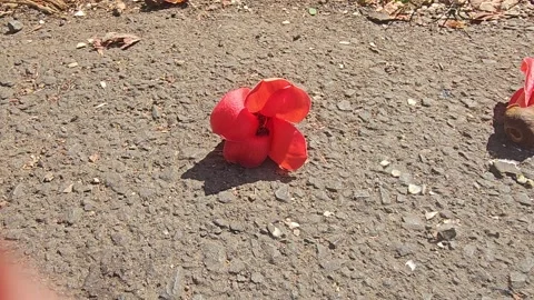 The flower of the kapok tree Stock Footage 246797733