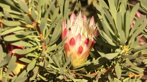 Flower - King Protea with bees in Table Mountain National Park Stock Footage 249684916