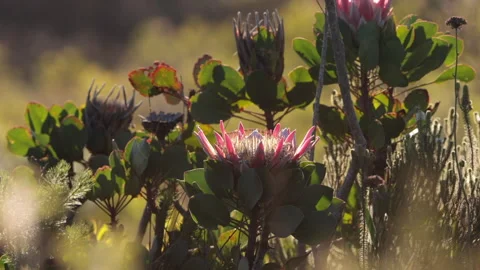 Flower - King Protea in the Table Mountain National Park Stock Footage 249684928