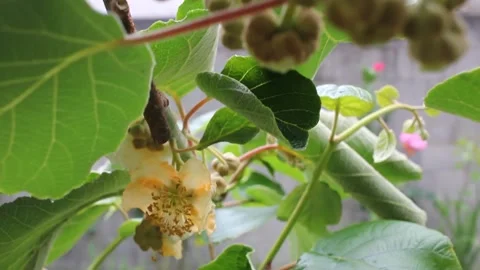 Flower of a kiwi tree Stock Footage 255210379