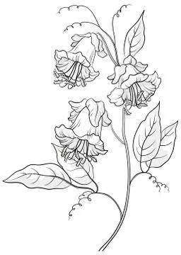 Flower kobe, contours Stock Illustration