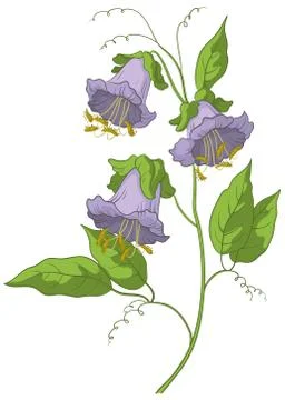 Flower kobe Stock Illustration