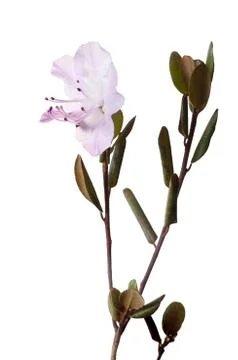 Flower labrador tea Foto stock
