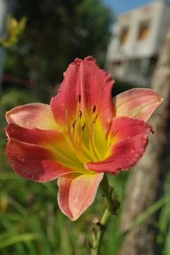 Flower Lacewing Stock Photos