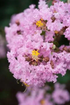 Flower of Lagerstroemia indica Stock Photos