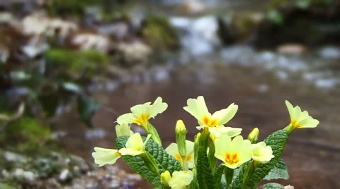 Flower on Lake Stockbeeldmateriaal 995424