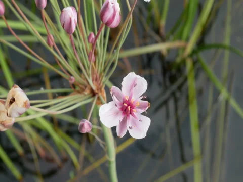 Flower on the lake Stock Footage