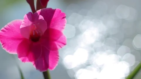 Flower By The Lake Stock Footage 138491402