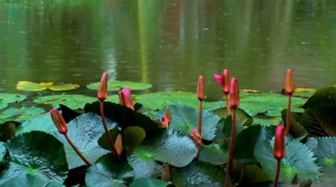 Flower on the lake the rain stops Stock Footage 27340149
