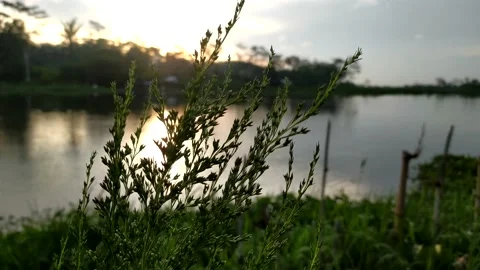 A flower by the lake in the wind. Video stock 193191641