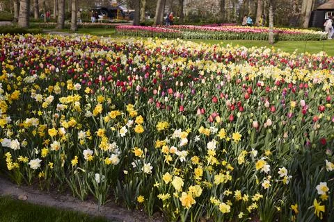 Flower on the land Foto stock