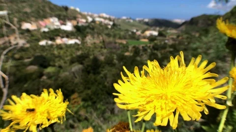 FLOWER ON THE LANDSCAPE Stock Footage 103134792