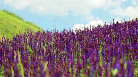 Flower landscape on spring day - close up Stock Footage 35979936