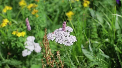 Flower on the lawn Video stock 158232989