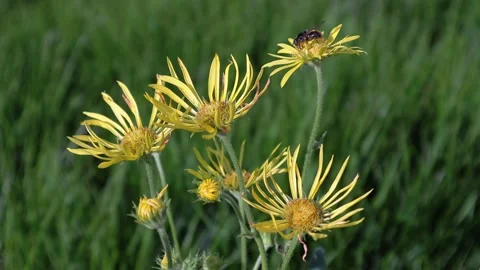 Flower on the lawn Stock Footage 158233137