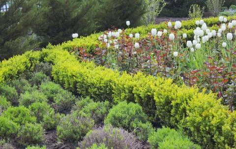 Flower lawn Stock Photos